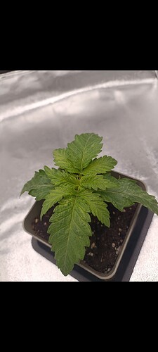 Growreport Bild 8