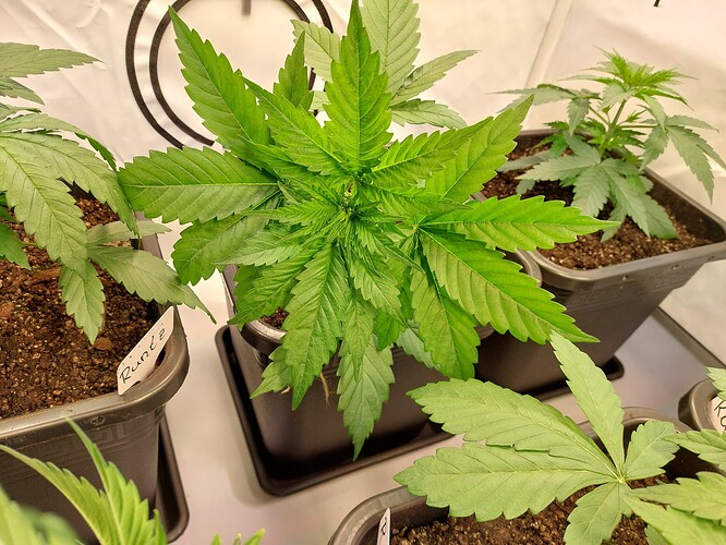 Growreport Bild 2