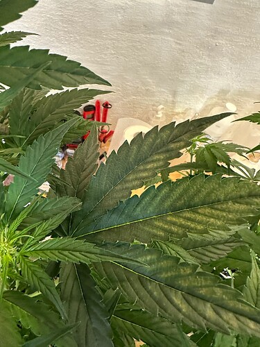 Growreport Bild 65