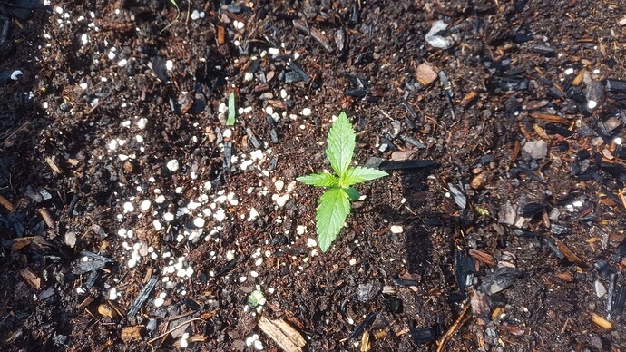 Growreport Bild 3