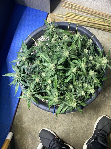 Growreport Bild 26