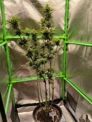 Growreport Bild 1