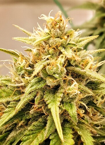 Growreport Bild 17
