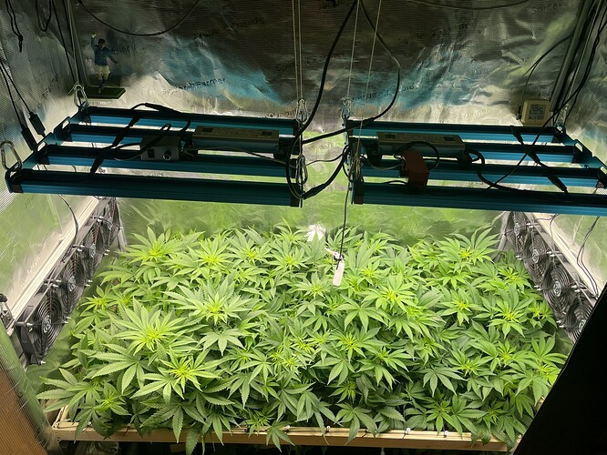 Eine Growbox mit vielen jungen Cannabispflanzen unter LED-Lampen. Mehrere Ventilatoren sind an den Seitenwänden montiert.
