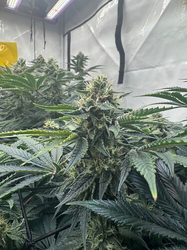 Growreport Bild 4