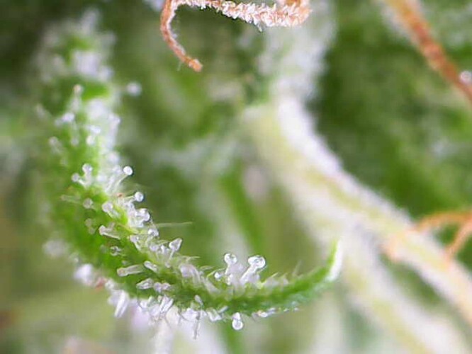 Growreport Bild 44