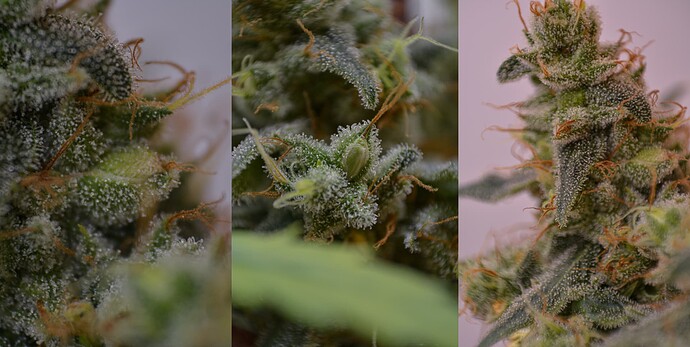 BW2 nach Bestäubung Anfang August