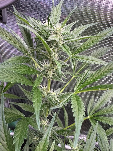 Growreport Bild 44