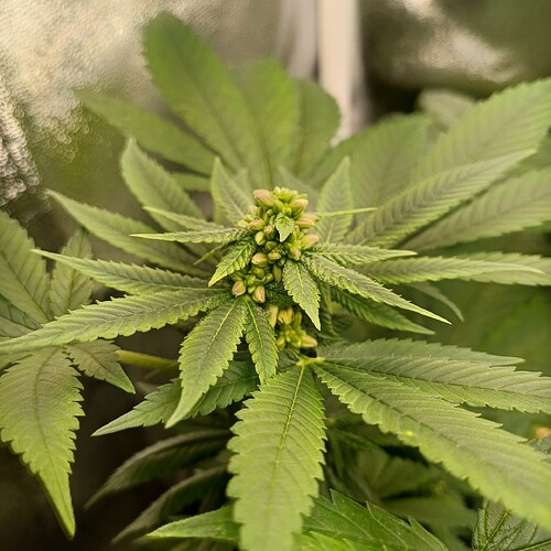 Growreport Bild 11