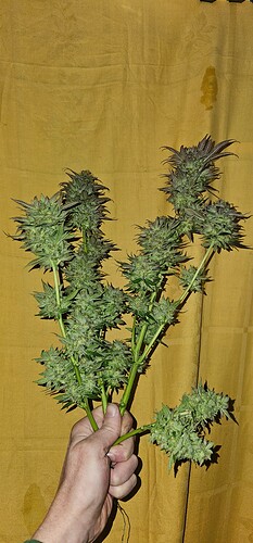 Growreport Bild 63