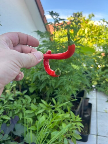 Growreport Bild 97