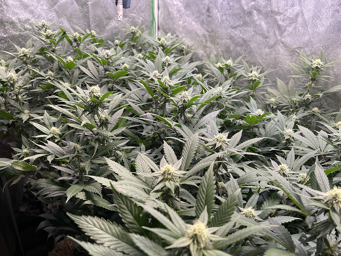 Growreport Bild 30