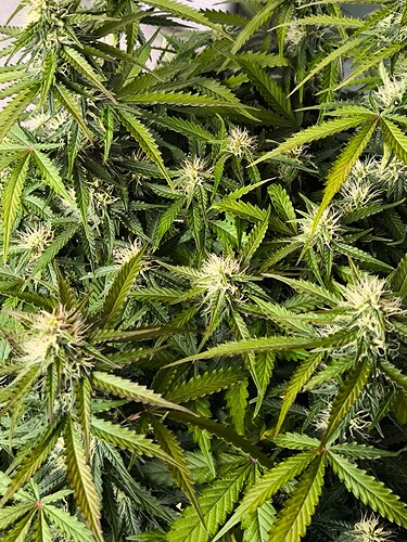 Growreport Bild 15