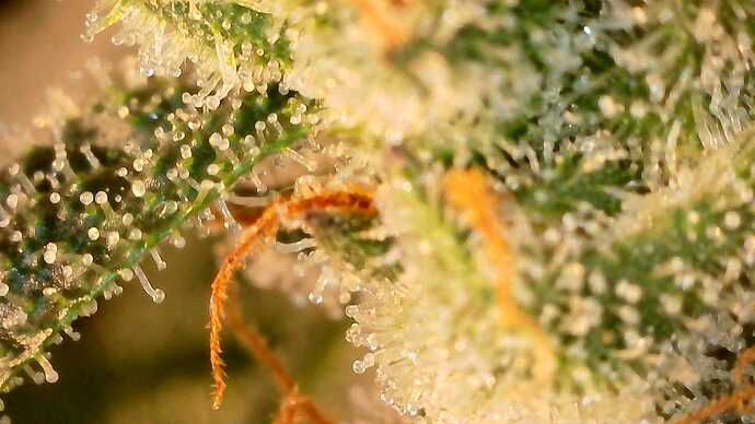 Growreport Bild 23