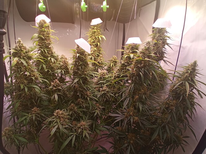 Growreport Bild 3