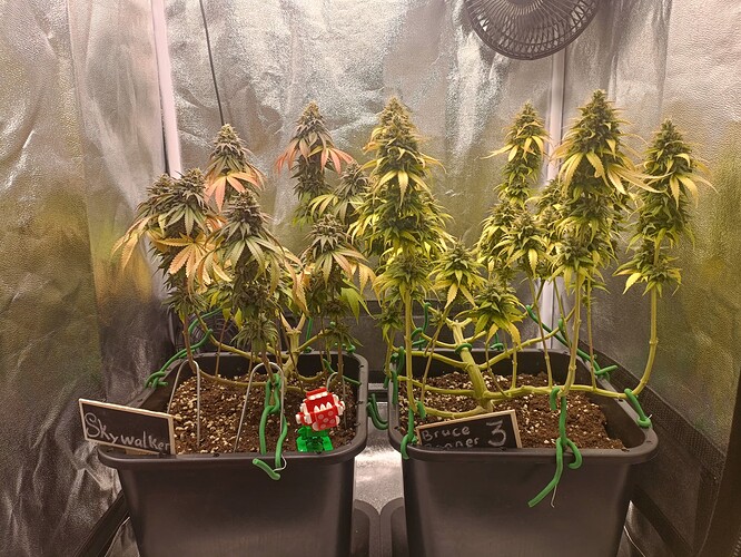 Growreport Bild 13