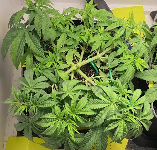 Growreport Bild 36