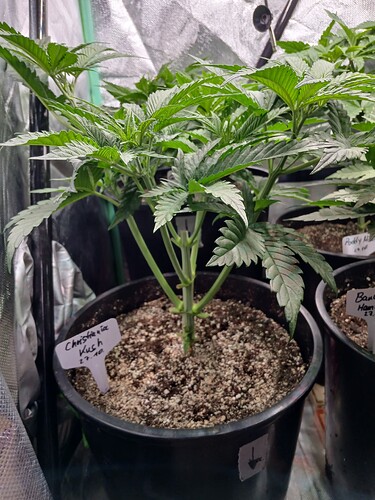 Growreport Bild 3