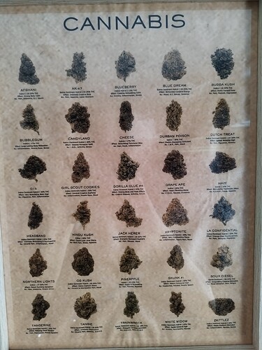 Ein Poster mit verschiedenen Cannabis-Sorten und deren Beschreibungen.