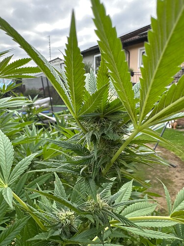 Growreport Bild 28