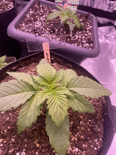 Growreport Bild 6