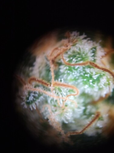 Growreport Bild 27