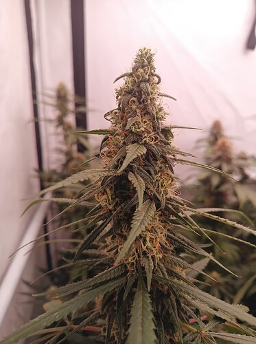 Growreport Bild 13