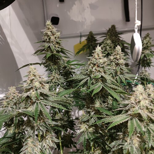 Growreport Bild 8