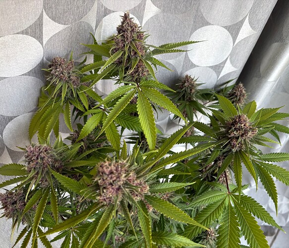 Growreport Bild 9