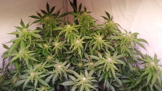 Growreport Bild 7