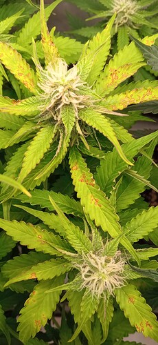 Growreport Bild 3