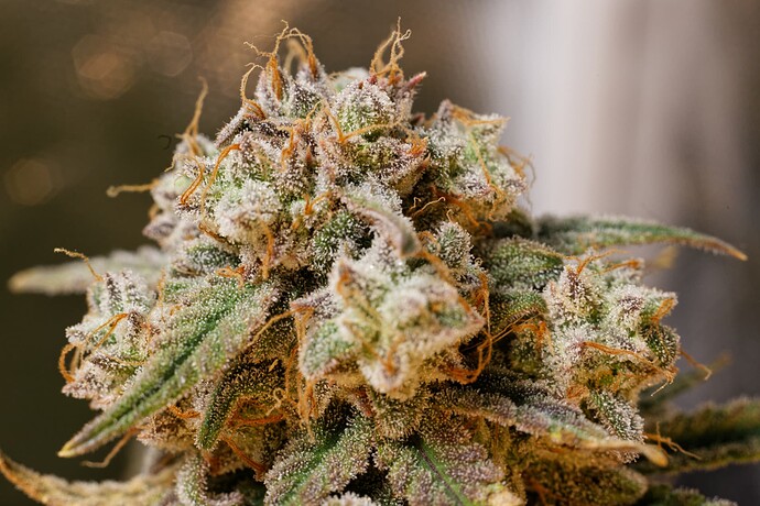 Growreport Bild 2