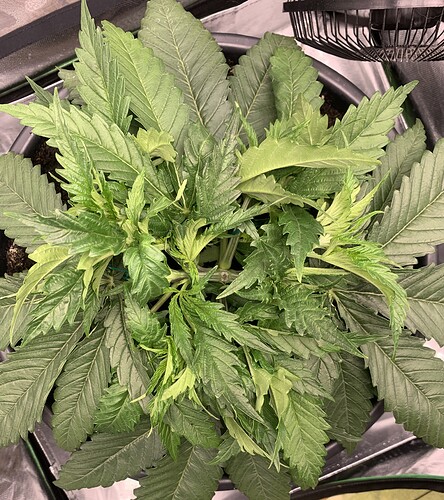 Growreport Bild 1