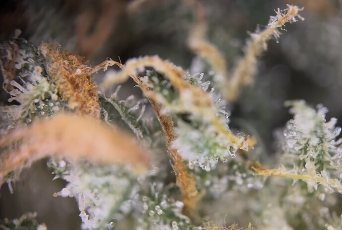 Growreport Bild 38