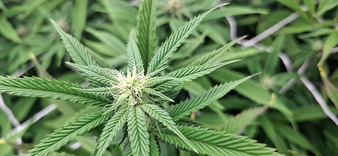 Growreport Bild 6