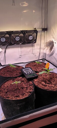 Growreport Bild 2