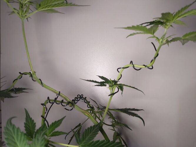 IMG_20240306_092107_072