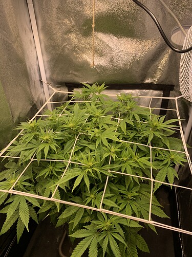 Growreport Bild 3