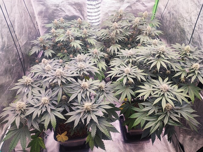 Growreport Bild 2