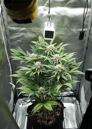 Growreport Bild 3