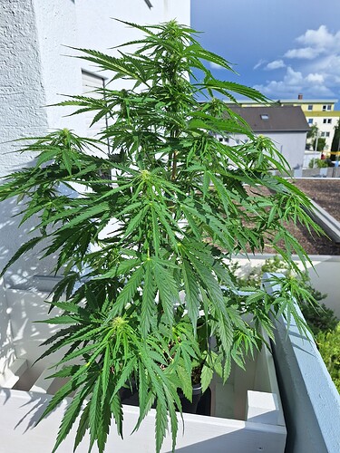 Growreport Bild 6