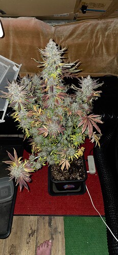 Growreport Bild 52