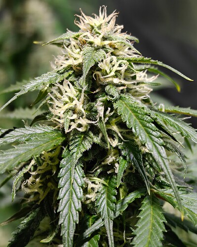 Growreport Bild 10