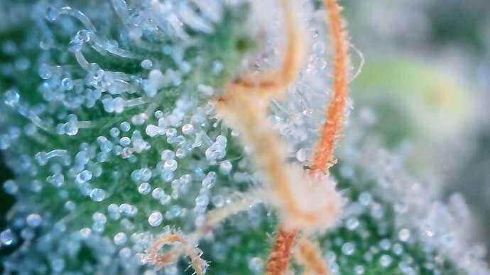 Growreport Bild 9