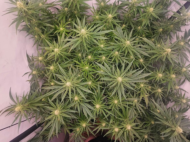 Growreport Bild 8