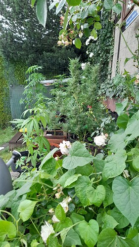 Growreport Bild 44