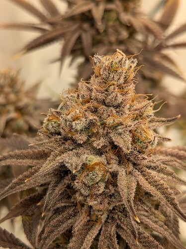 PXL_20240729_140150553