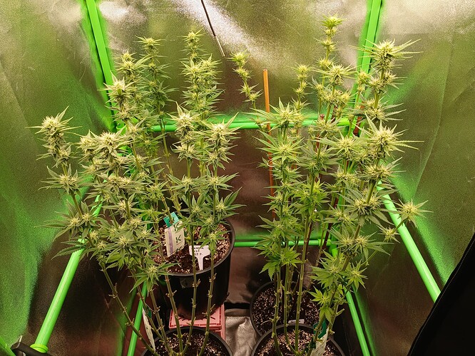 Growreport Bild 37