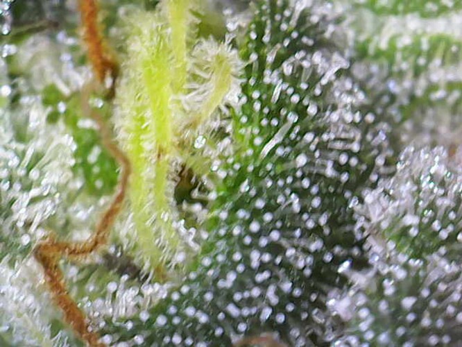 Growreport Bild 12