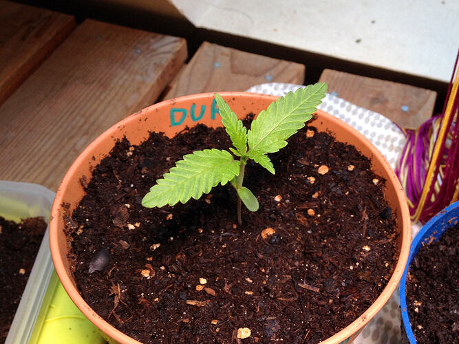 Grow26_0519_08